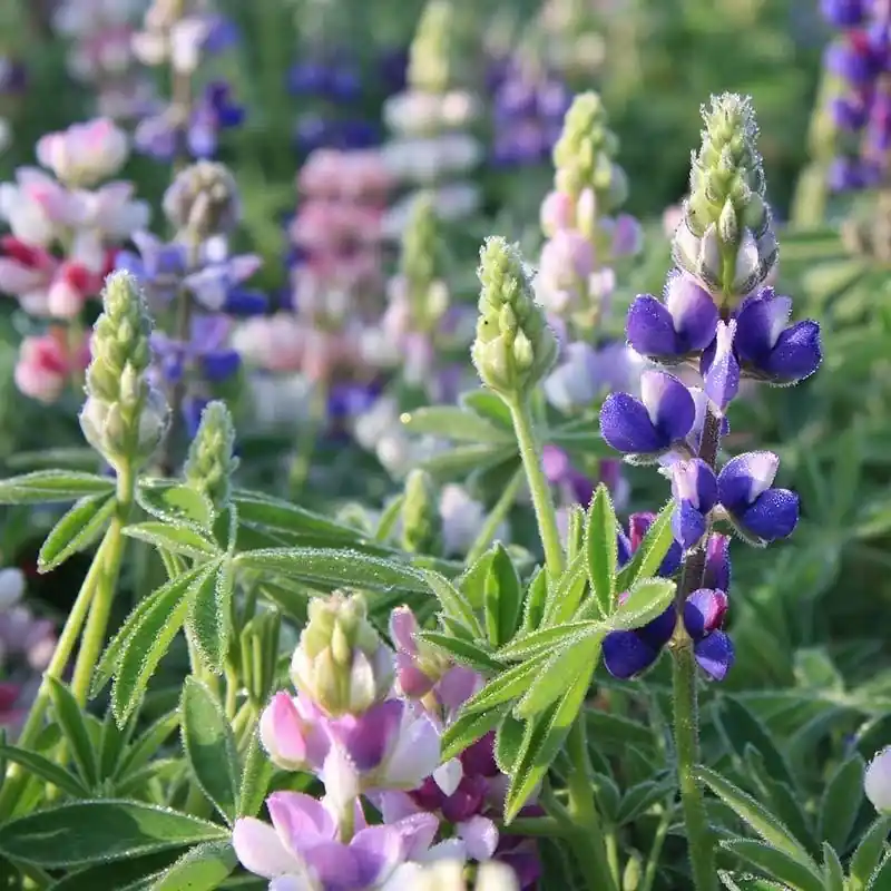 Gratis retourneren | Kleine lupine, Lupinus nanus -zaden-