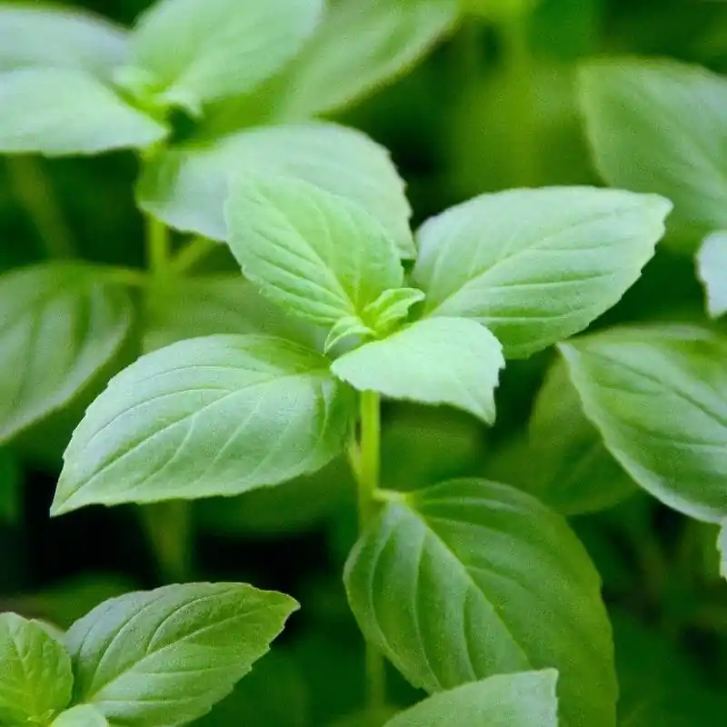 Citroenbasilicum ‘Sweet Lemon‘, Ocimum basilicum -zaden- - Scherp geprijsd