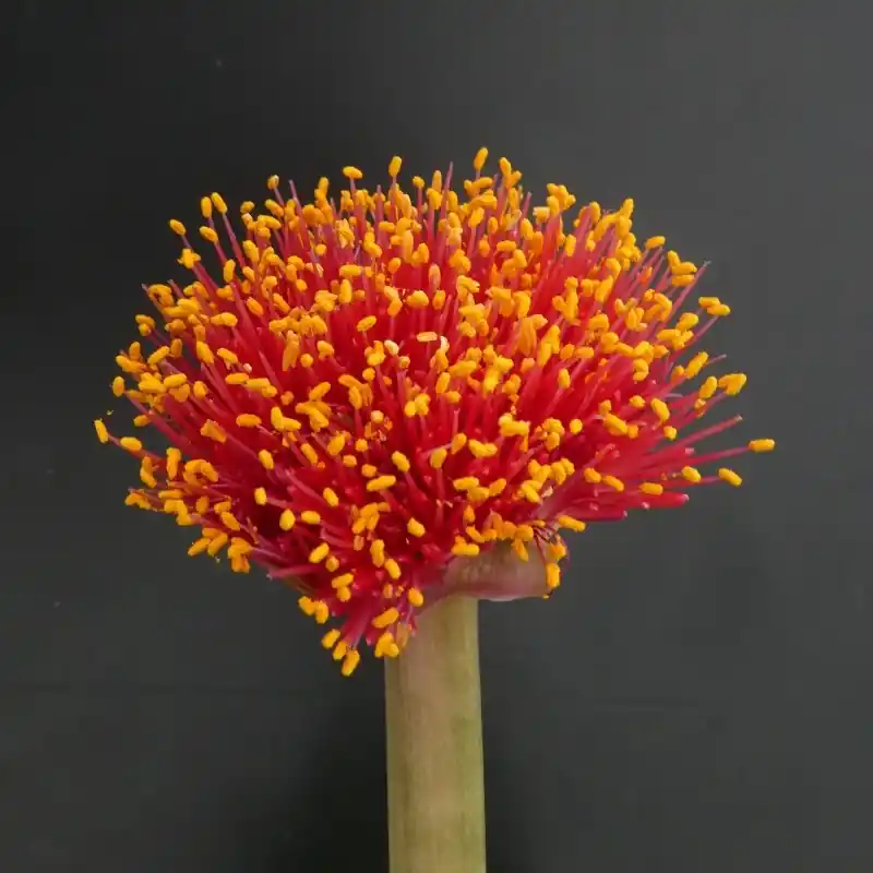 Haemanthus AlCo ‘Fenna‘ | Klantfavoriet