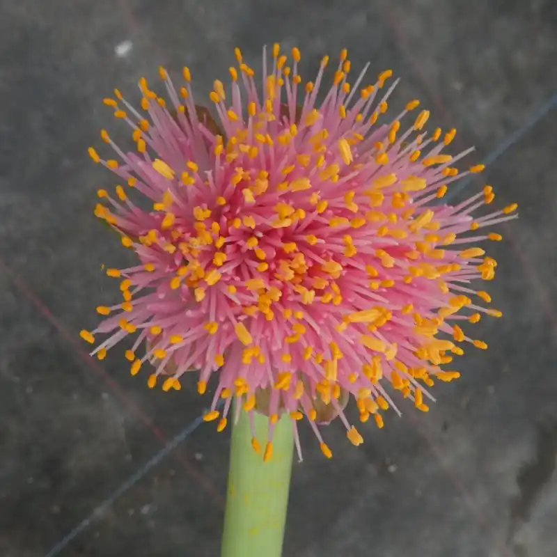 Speciale aanbieding | Haemanthus AlCo ‘Amber‘