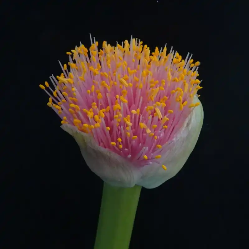 Prijsverlaging - Haemanthus AlCo ‘Dela‘