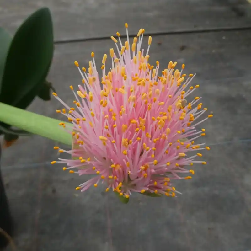 Hoog gewaardeerd - Haemanthus AlCo ‘Tina‘