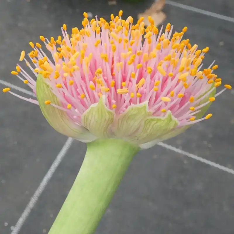 Bijna uitverkocht - Haemanthus AlCo ‘Rosa‘