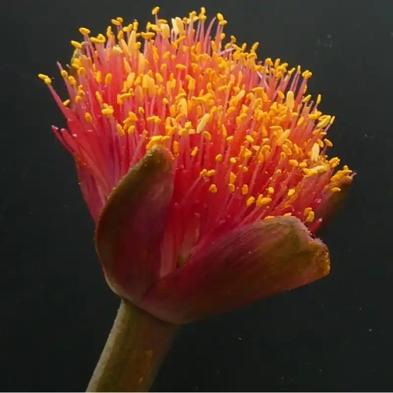 Haemanthus AlCo ‘Uma‘ - Online bestelbaar