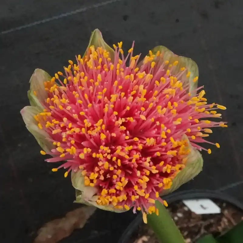 Veel voordeel | Haemanthus AlCo ‘Gitte‘ -19 cm pot-