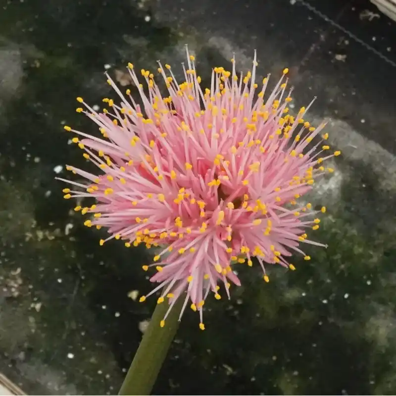 Haemanthus AlHuCo ‘Jara‘ | Topproduct