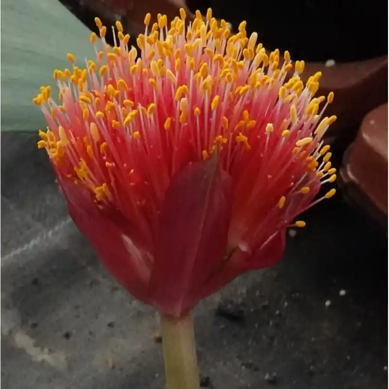 Veel gevraagd - Haemanthus AlDeCo ‘Erna‘