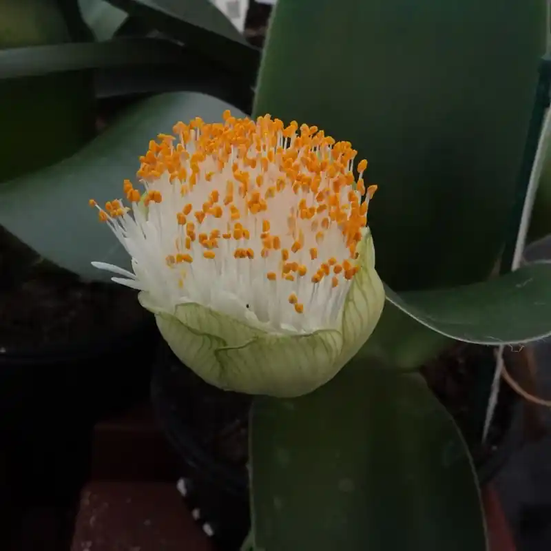 Topkwaliteit | Haemanthus albiflos ‘Keiskamma River’