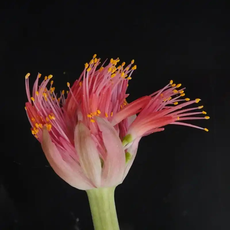Haemanthus AlCo ‘Milou‘ - Net binnen