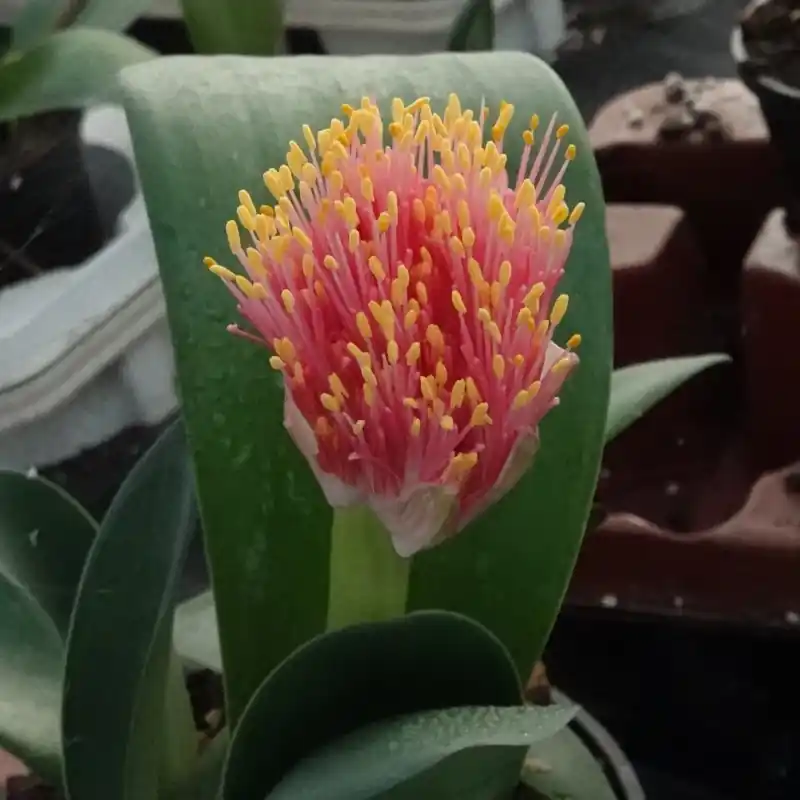 Snelle verzending - Haemanthus AlCo ‘Heleen‘