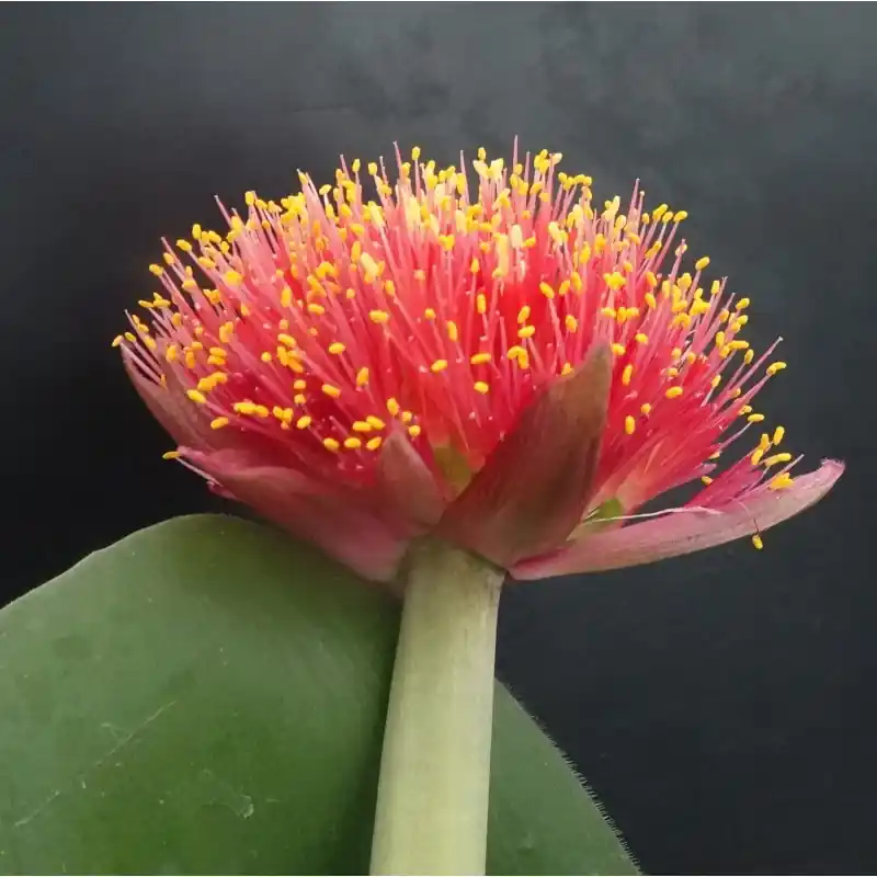 Haemanthus AlCo ‘Lisa‘ - Eenvoudig retourneren