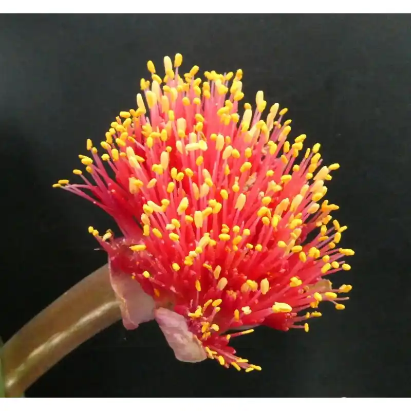 Haemanthus AlCo ‘Odie‘ - Nieuw in de shop