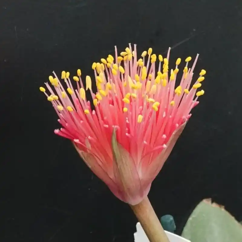 Haemanthus AlCo ‘Pam‘ - Sale