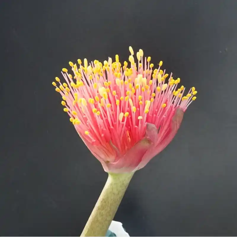 Haemanthus AlCo ‘Rixt‘ - Klantfavoriet