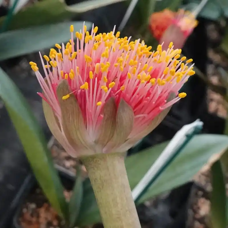 Haemanthus AlCo ‘Quiara‘ | Topprijs