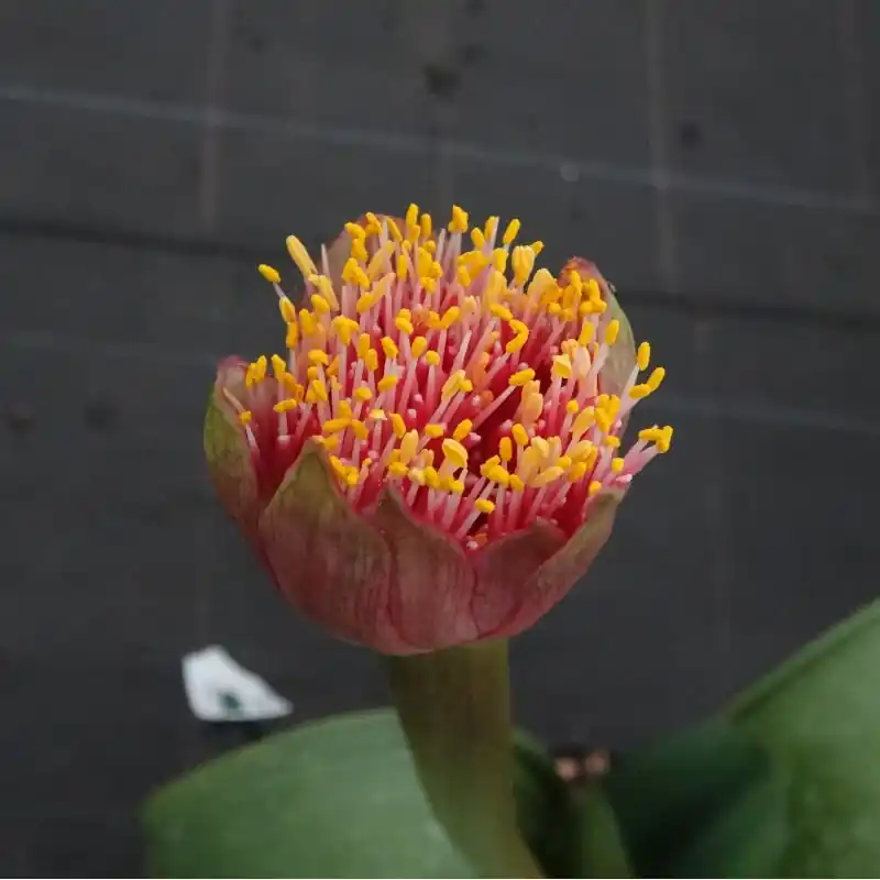 Deal | Haemanthus AlCo ‘Thea‘
