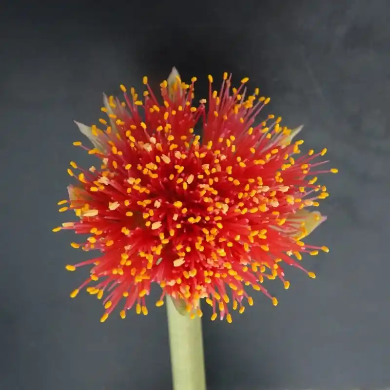 Haemanthus AlCo ‘Sofie‘ | Nieuw in het assortiment
