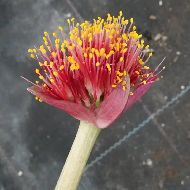 Haemanthus AlCo ‘Ursula‘ | Voeg toe aan winkelwagen