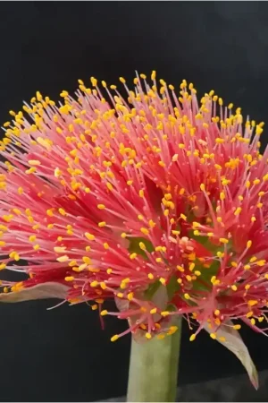 Zolang de voorraad strekt - Haemanthus AlCo ‘Wiesje‘