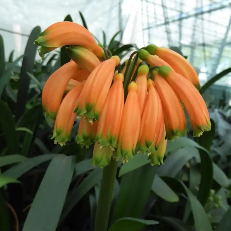 Clivia caulescens -CCP01- - Direct kopen