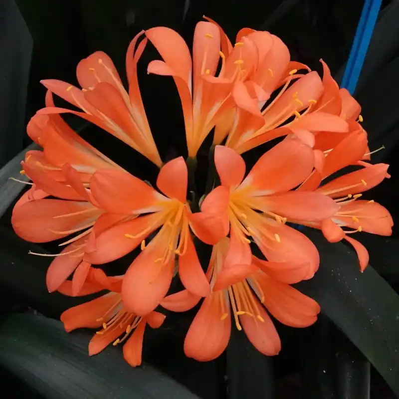 Professionele kwaliteit | Clivia miniata -BTT02-
