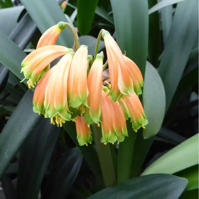 Actie - Clivia robusta -SCU11-