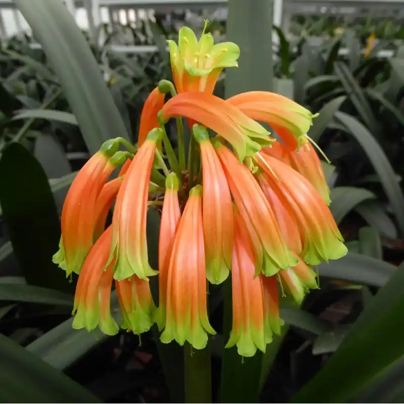 Clivia -interspecifieke kruising 08051-02- | Online bestelbaar