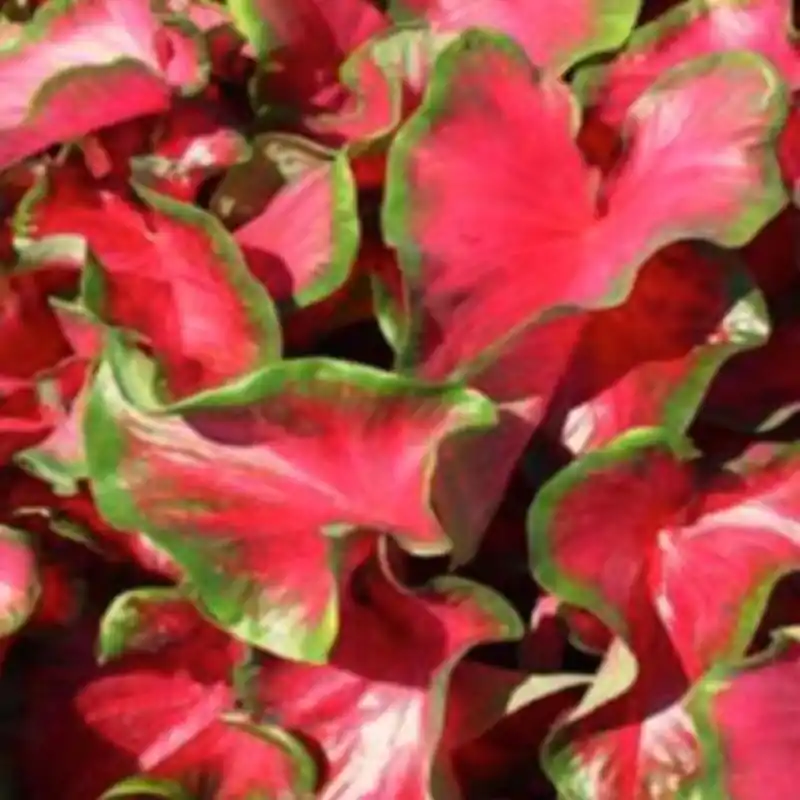 Caladium ‘Cherry Tart‘ ® - Nieuw gelanceerd