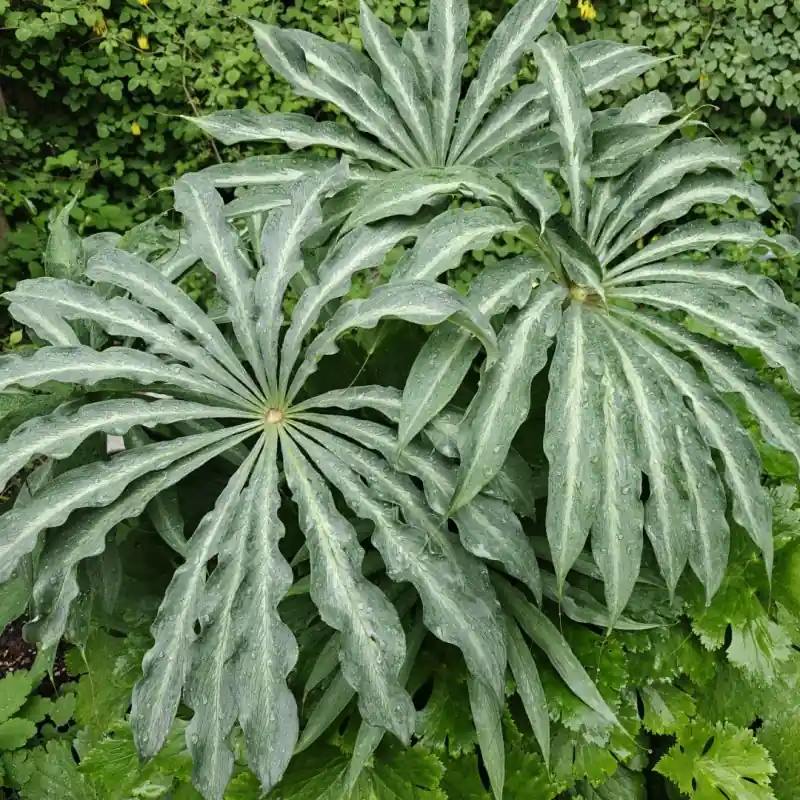 Deal | Arisaema consanguineum ‘The Perfect Wave‘