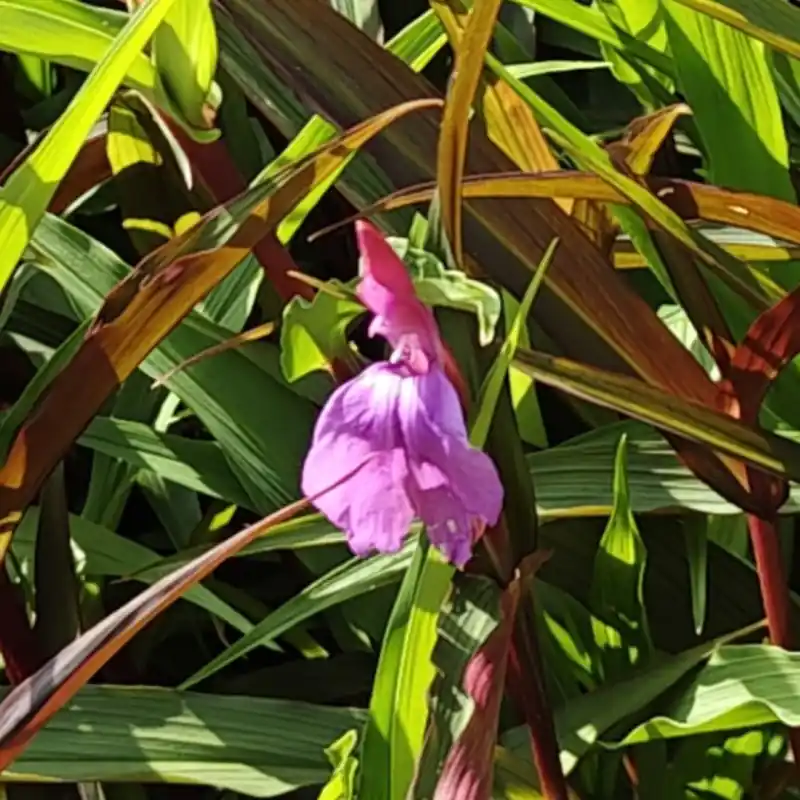Direct leverbaar - Roscoea purpurea ‘Paul Bygrave‘s Hybrids‘