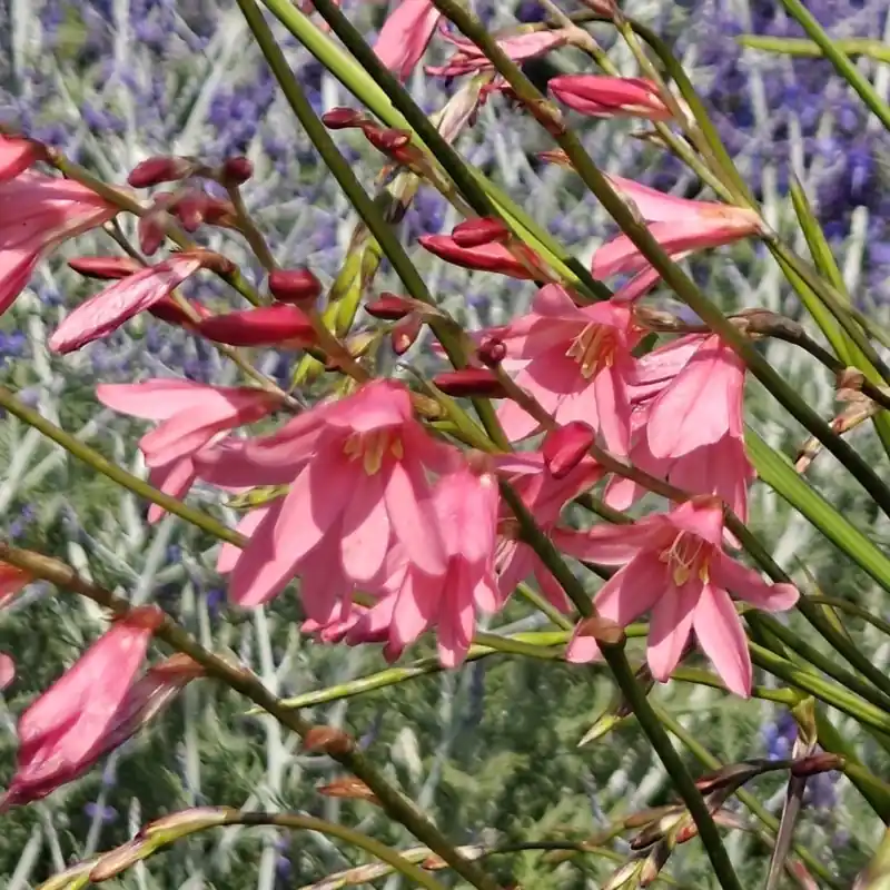 Tritonia disticha subsp. rubrolucens -tall pink form- | Erg populair