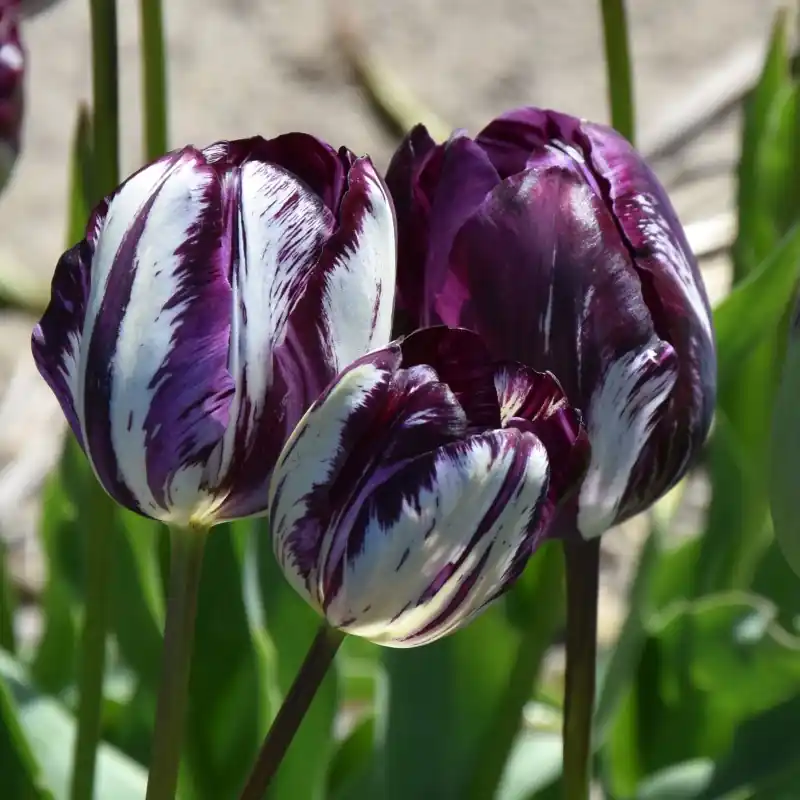 Nieuw product | Tulipa ‘Belle du Monde‘ -broken-