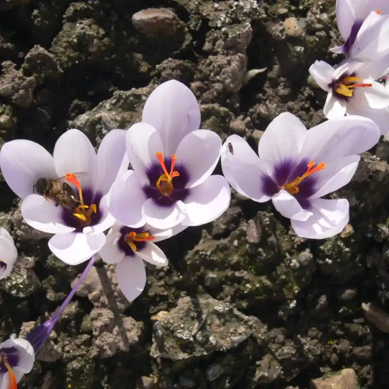 Voordeelprijs - Crocus mathewii ‘Hanka‘