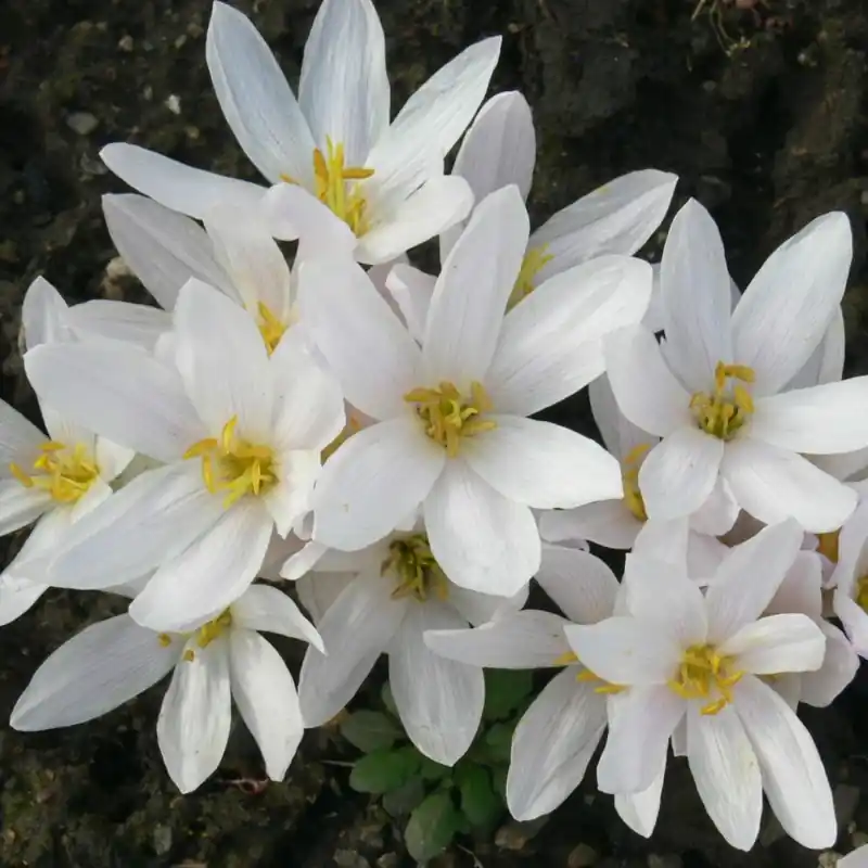 Makkelijk bestellen | Colchicum szovitsii ‘Album‘