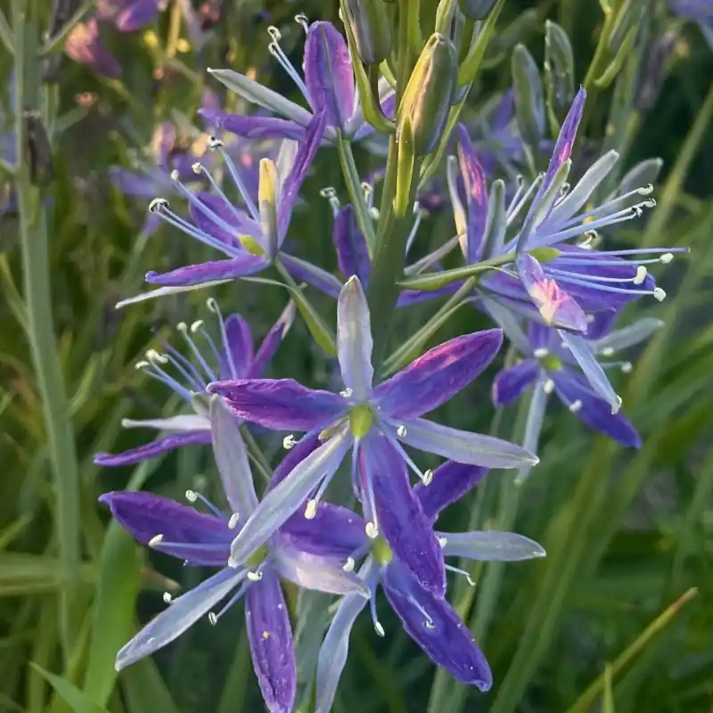 Camassia ‘Twilight Candle‘ | Veel gekozen