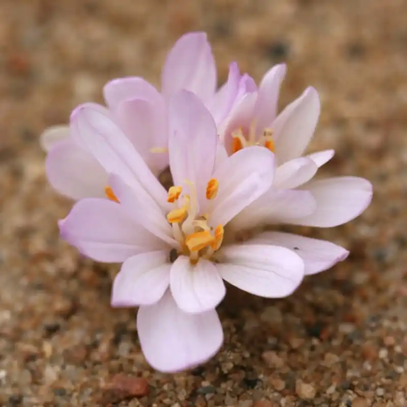 Colchicum umbrosum - Goed beoordeeld