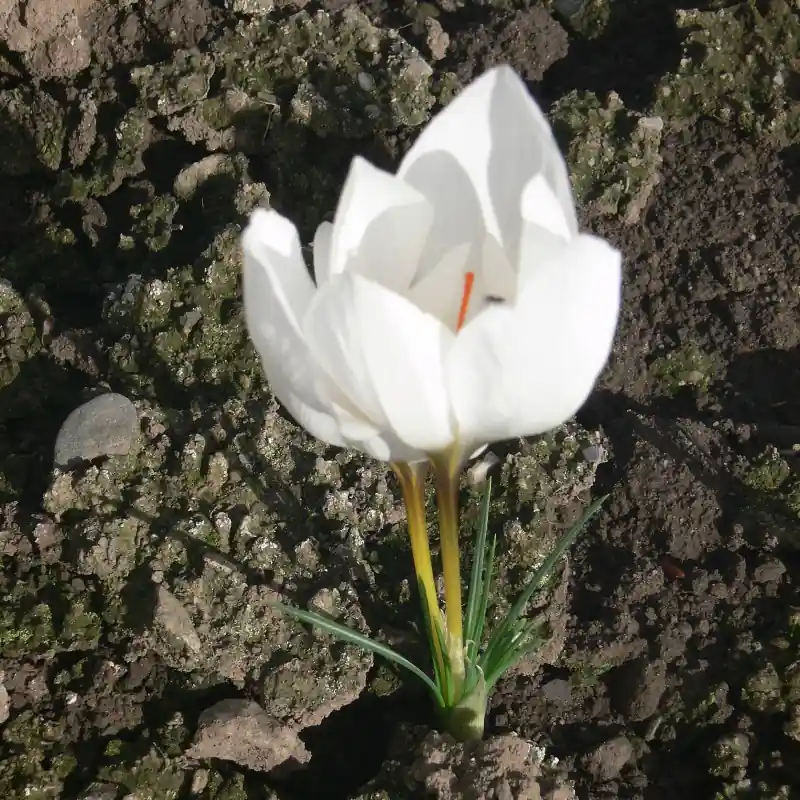 Veel gevraagd - Crocus hadriaticus ‘Jumbo‘