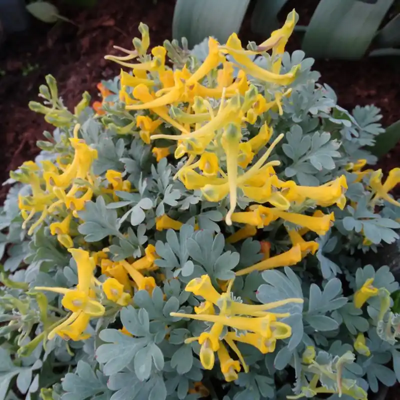 Corydalis macrocentra | Rechtstreeks van de fabrikant