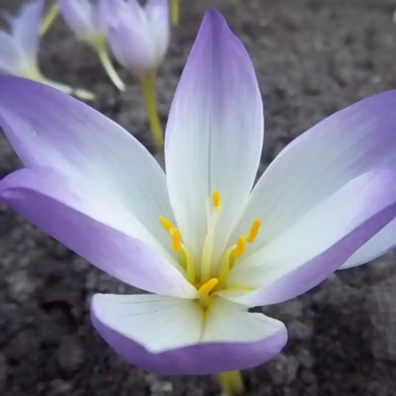 Colchicum ‘Antares‘ | Outlet