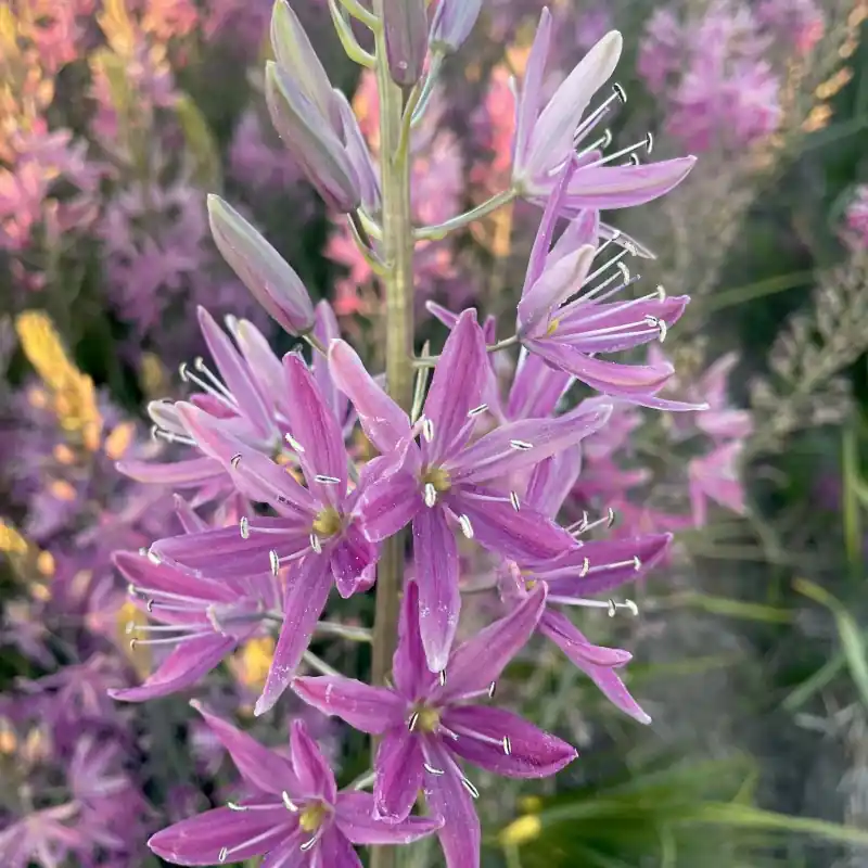 Actie | Camassia ‘Candy Candle‘