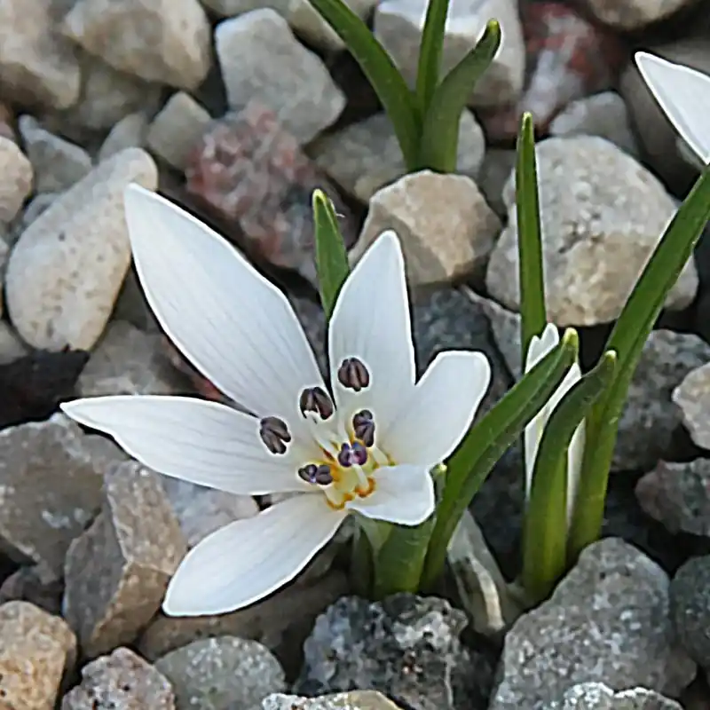 Colchicum asteranthum - Direct leverbaar