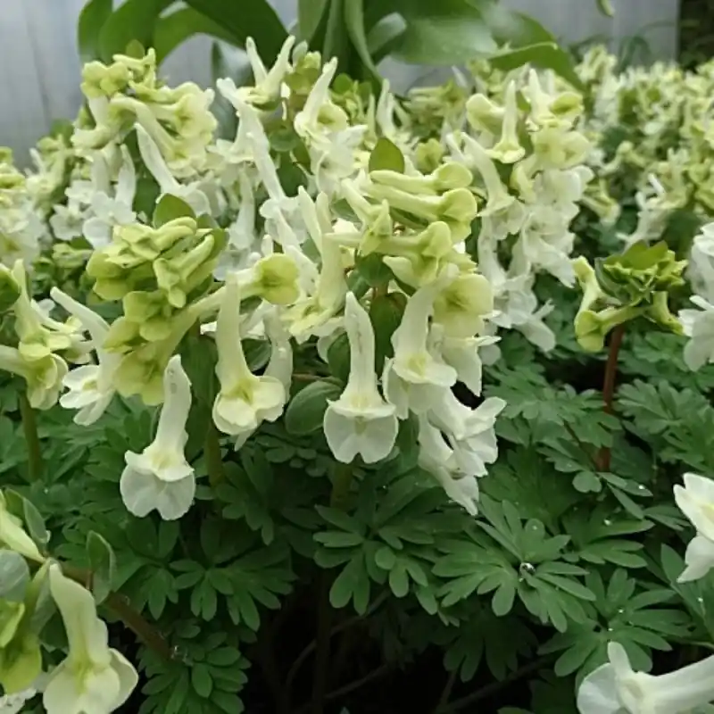 Meest verkocht - Corydalis vittae