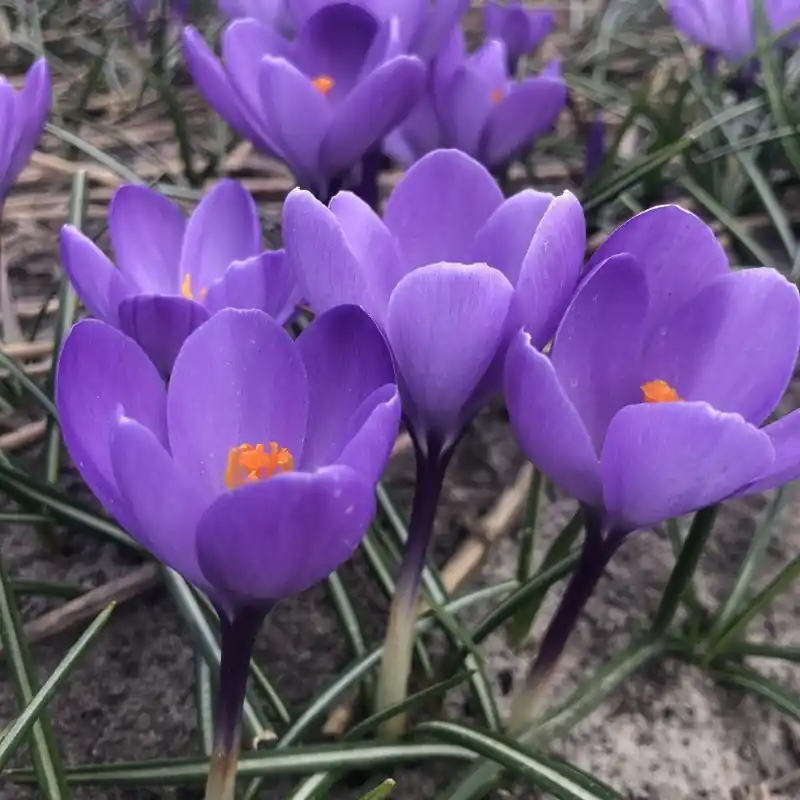 Crocus ‘Charente‘ ® | Premiumkwaliteit