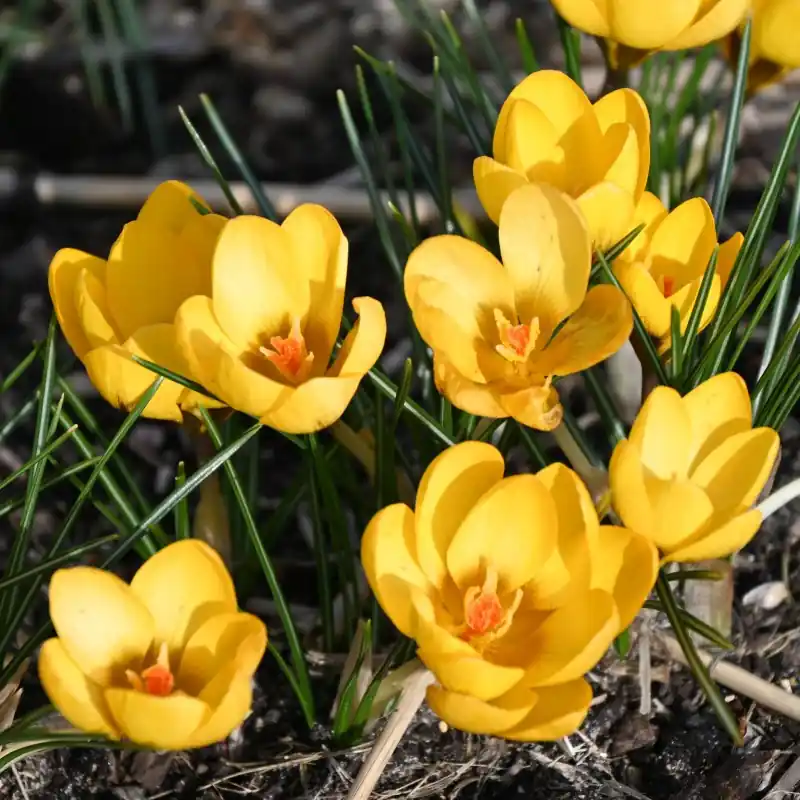 Crocus chrysanthus ‘Goldilocks‘ - Speciale deal