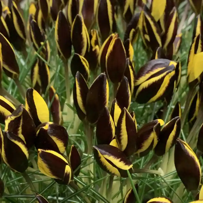 Crocus chrysanthus ‘Queen Bee‘ | Nu kopen