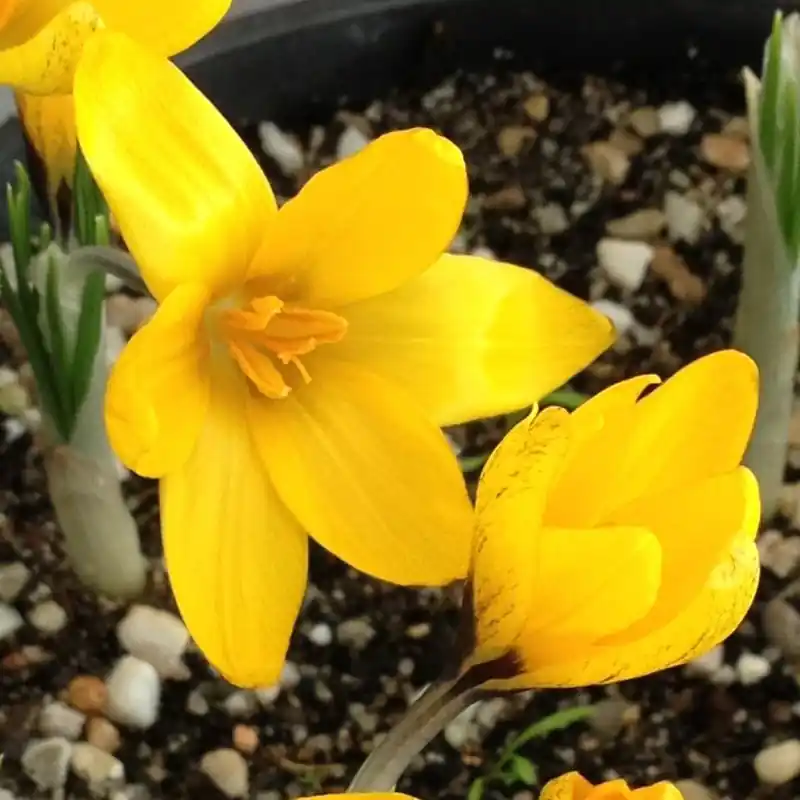 Crocus korolkowii ‘Agalik‘ - Net gelanceerd