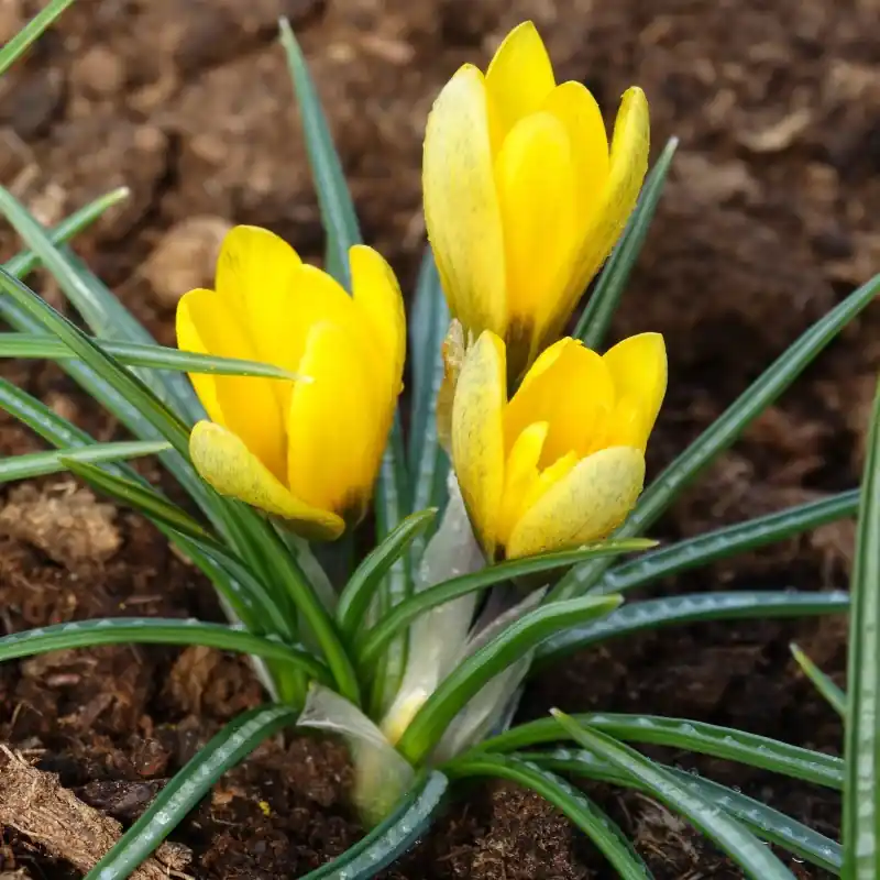 Crocus korolkowii ‘Green Spirit‘ - Koopje