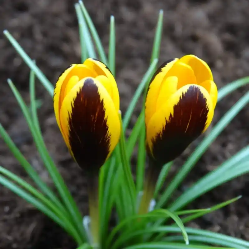 Topdeal | Crocus korolkowii ‘Dytiscus‘