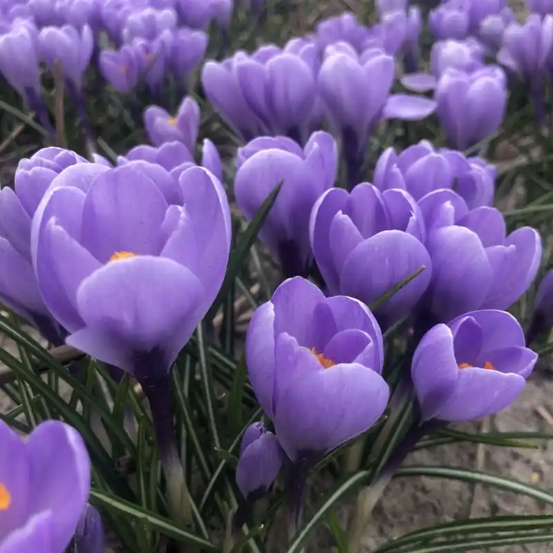 Erg populair | Crocus ‘Rio Grande‘ ®