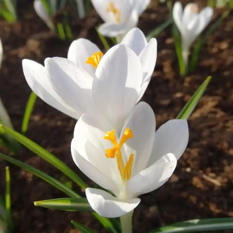 Crocus tommasinianus ‘Grimshaw White‘ | Deal